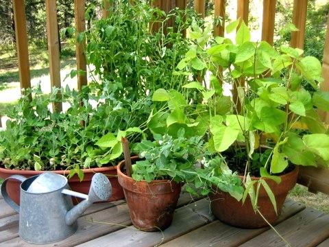 Les bases du jardinage